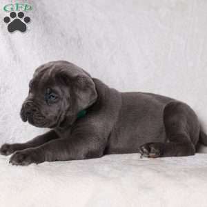 Grace, Cane Corso Puppy